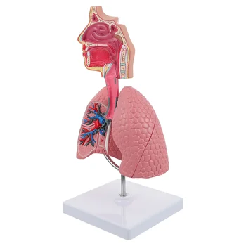 Modelul Pulmonar Respirator Sistem de Predare Umane Tooldisplay Plămâni Schooleducational Anatomytoykids Inima 4D Anatomice Furnizor