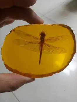 Frumoasa Amber Libelula Fosile De Insecte Manual Lustruire