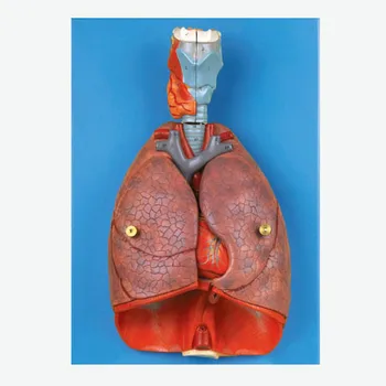 Detasabila Laringe, de Inimă și de Plămâni Anatomice Model
