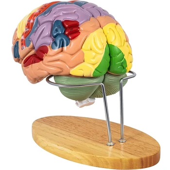 Modelul Creierului Uman Anatomia 4-Partea A Model De Creier De Predare Creierul Uman Pentru Știință Clasă Studiu De Afișare Model