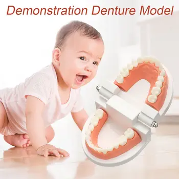 Simulat Viața Practică Periaj Dinte Curat Display Educație Standard Dinți Model Model De Proteza Dentara De Predare