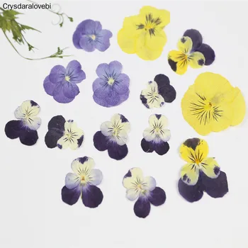 120pcs Uscate Presate Violet Galben Alb Pansy Corydalis Suaveolens Hance Plante cu Flori Ierbar Pentru Bijuterii carte Poștală Face